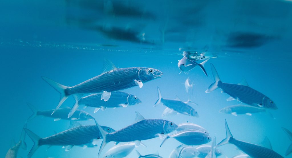 Fish in the water